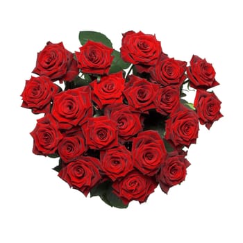 Bunch of perfect rich red roses, isolated on white.