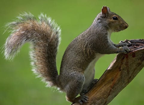 tree squirrel climbing a branch on a green background