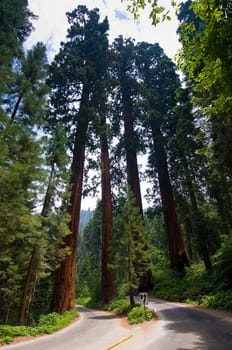 The largest trees in the world, Sequoia National Park, near Fresno California