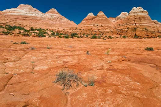 Coyote Buttes of the Vermillion Cliffs Wilderness Area, Utah and Arizona