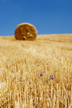 Two purple flowers in a field of straw under clear blue sky