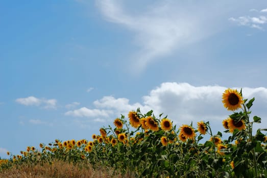 Line of sunflowers at the edge of a field