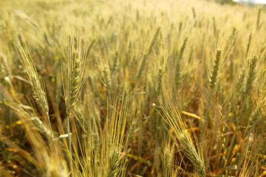 Beautiful golden wheat cereal yellow field