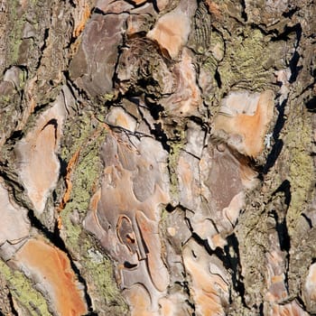 Old Parasol Pine tree bark with colorful lichens