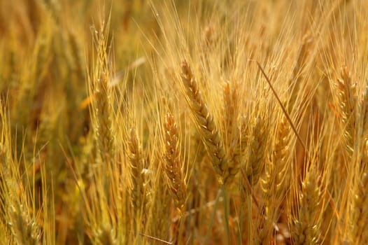 Beautiful golden wheat cereal yellow field
