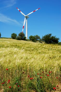 Golden wheat field and poppies with solitary wind turbine in background (selective focus on wheat in foreground)