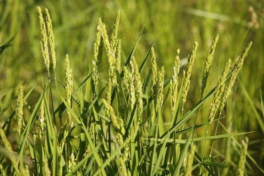 Rice cereal green fields in Spain on sunny day