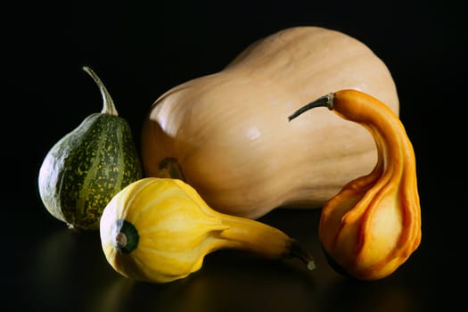 Varied colorful pumpkin still over black background