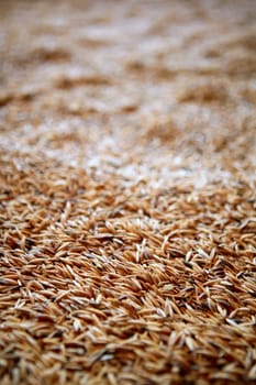 Oat cereal grain texture with selective focus