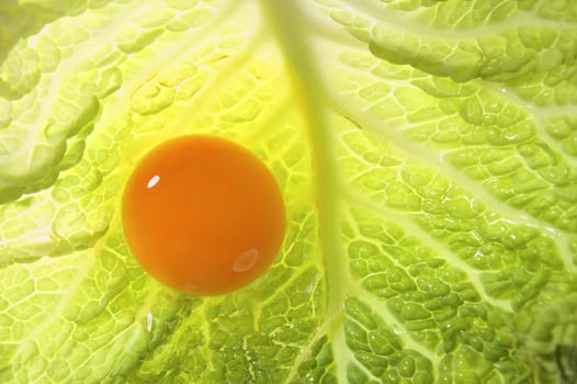 Egg yolk over transparent cabbage green leaf