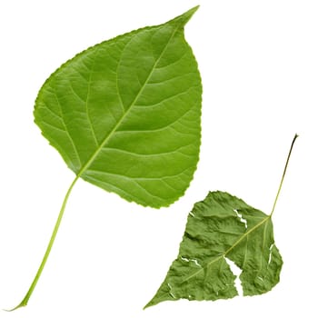 fresh and grunge poplar leafs isolated, clipping path included