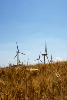 Wheat and windmills in a clear summer day