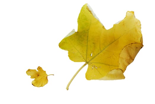 Large and small yellow autumn fig leaves over white background