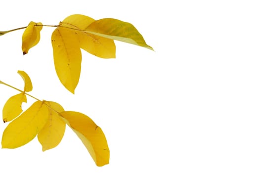 Yellow autumn walnut leaves over white background