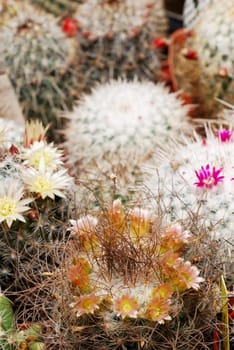 Different color Mammillaria cacti in flower
