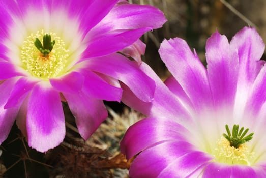 Pair of beautiful bright echinocereus cacti flowers