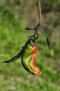 Red pepper in plant, process to be dried outdoors, Mediterranean