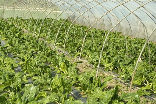 green chard cultivation in a hothouse field, Spain