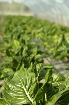 green chard cultivation in a hothouse field, Spain