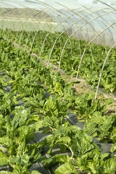green chard cultivation in a hothouse field, Spain