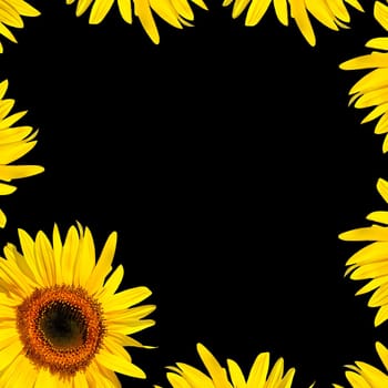 Sunflower in full bloom set at the corner of the frame with part of the petals of sunflowers creating a border around the edges of the whole frame. Over black.