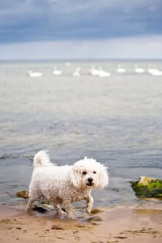 Frustrated little dog trying to scare swans but they are to far out in the water