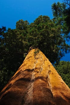 upward angle of powerful Redwood tree in Sequoia National Forest, CA