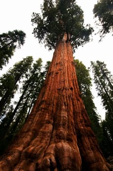 upward angle of powerful Redwood tree in Sequoia National Forest, CA