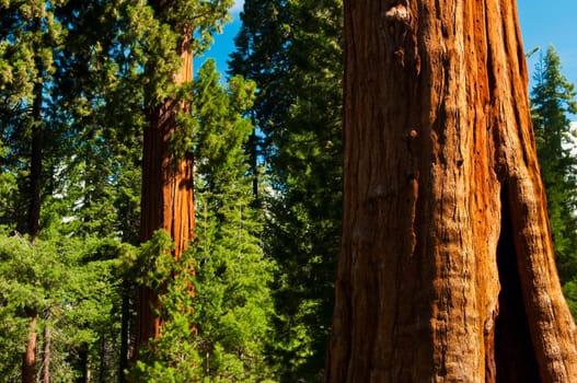 Redwood Trees in Sequoia National Forest, CA
