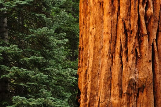 close up of redwood tree in forest with green trees in background