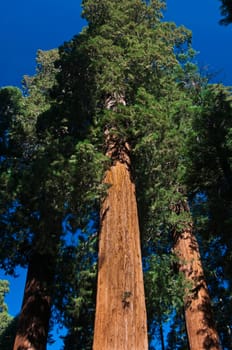 upward angle of powerful Redwood tree in Sequoia National Forest, CA
