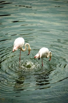 Two flamingos drinking from pond.