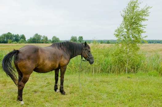 horse standing in the pasture