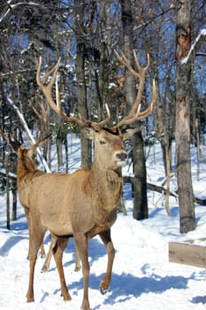 Wild elks in winter
