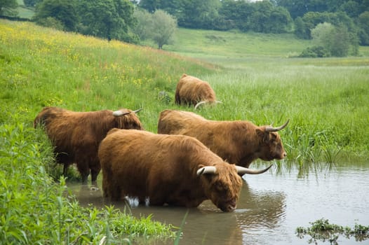 Couple of Scottisch highland steers drinking water in Holland