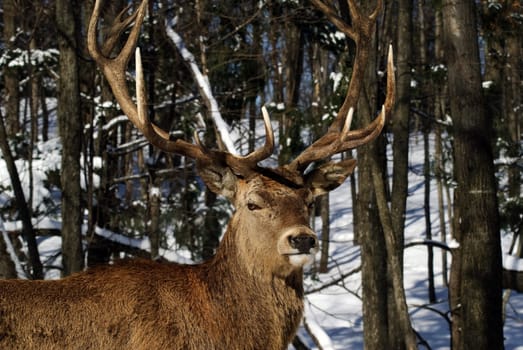 Wild elks in winter