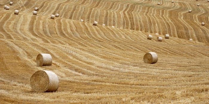 straw bales in a field after harvest