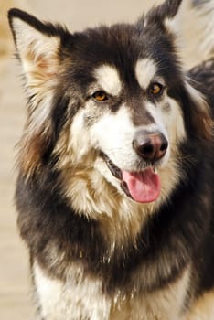 Alaskan Malamute looks directly into camera