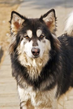 Alaskan Malamute looks directly into camera