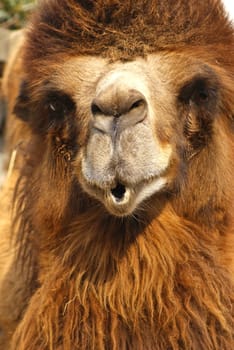 A close-up view of a happy camel