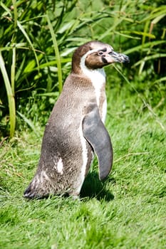 Penguin standing on grass bank