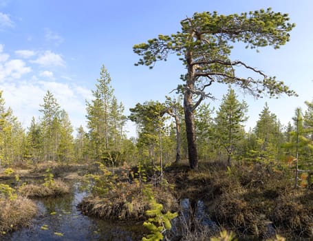 Pine growing among bog northern country)