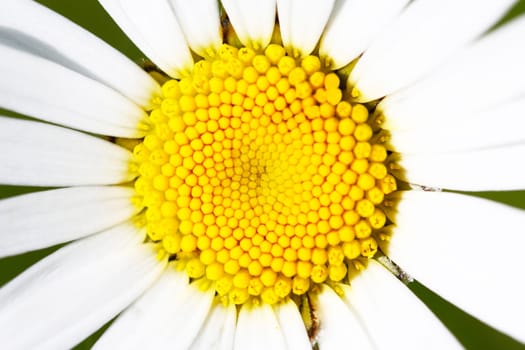 Macropicture of an Oxeye Daisy