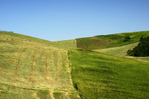 Hay and blue sky in summer landscape