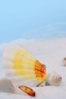 Three colorful seashells on white sand
