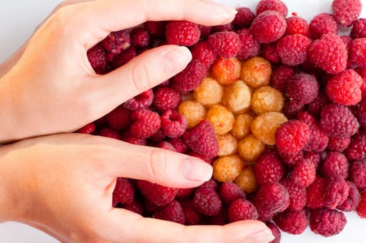 hand holding berries on white background