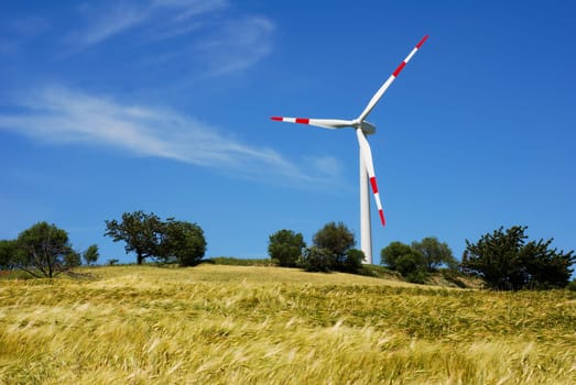 wWind turbine among golden wheat field in summer
