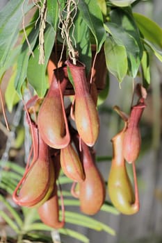 Nepenthes. A sort of insectivorous plants of family Nepenthes