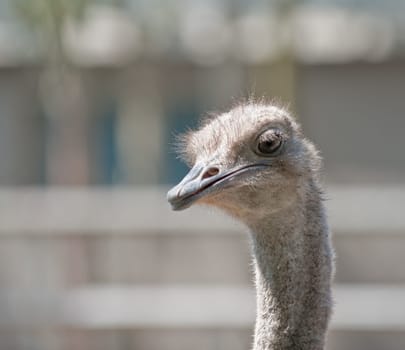 ostrich. Large long-necked African bird that does not fly and has long featherless legs
