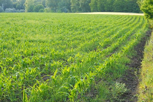 Agricultural field with rows of green plants